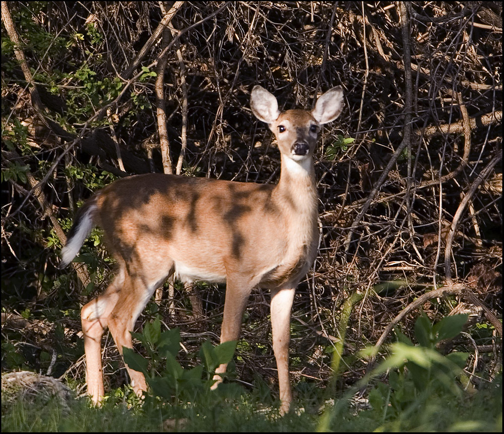 Doe White Tailed Deer