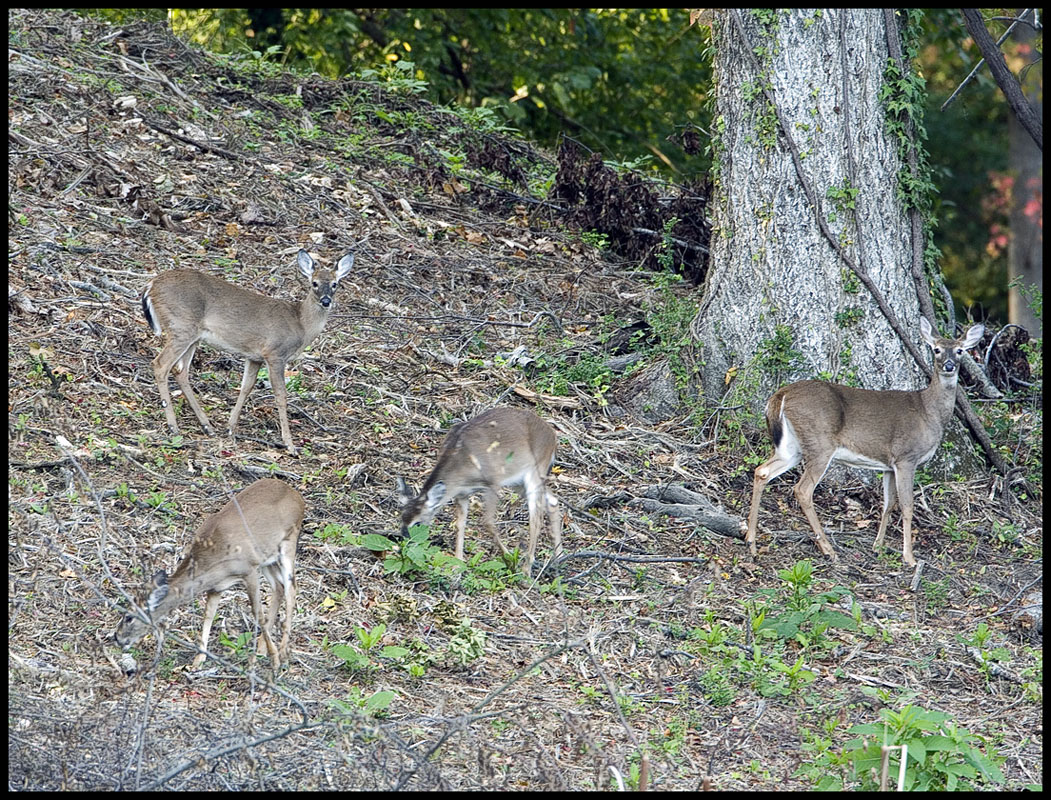 White Tailed Deer