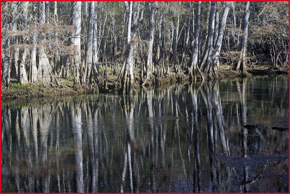 Suwannee River Landscape