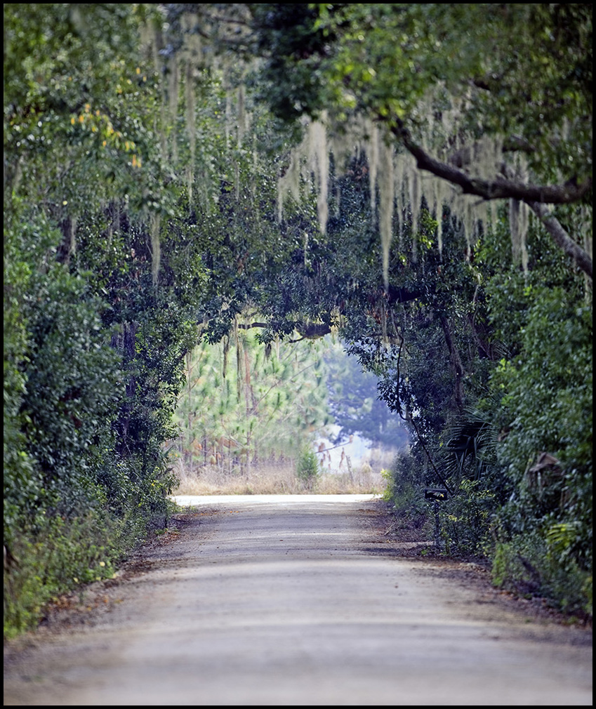 Tree Lined Road
