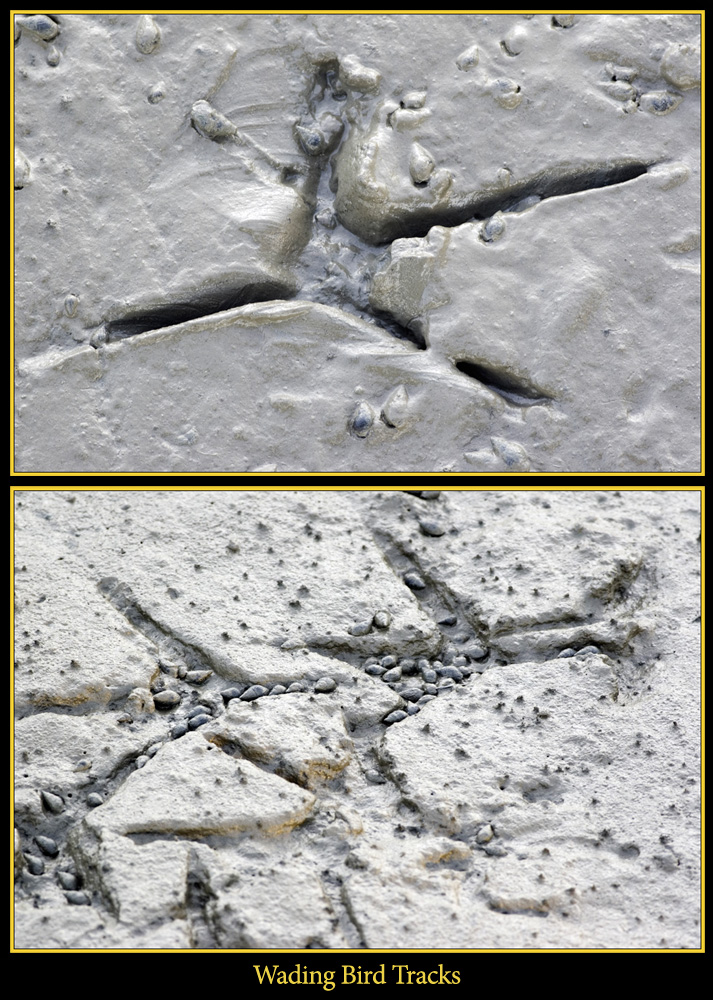 Wading Bird Tracks