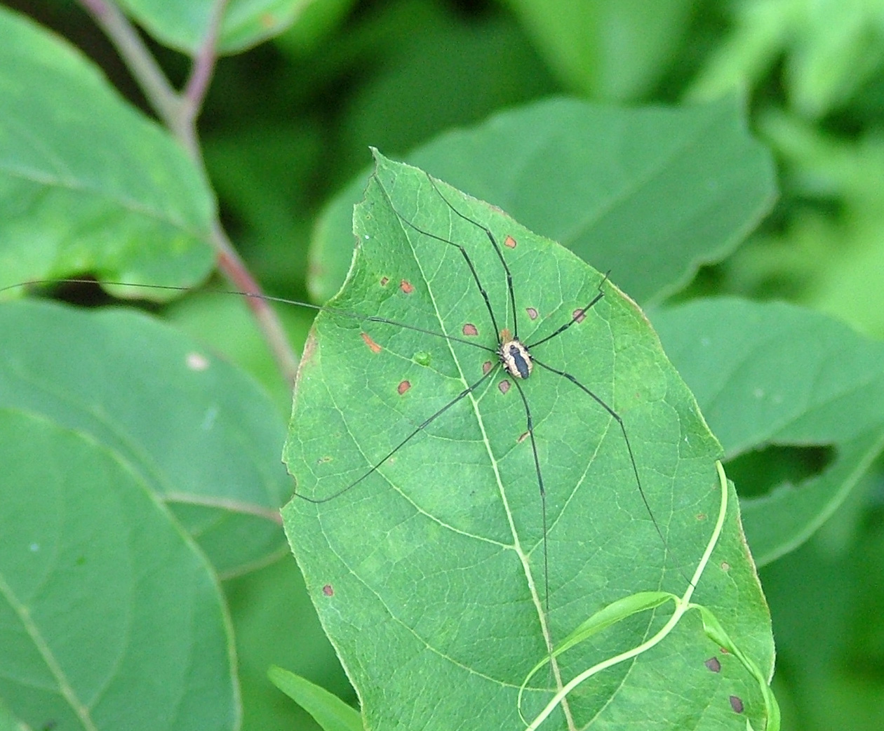 Daddy Longlegs