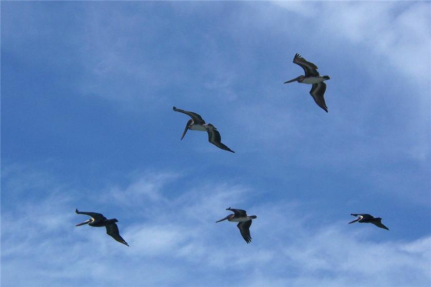 Flock of Pelicans