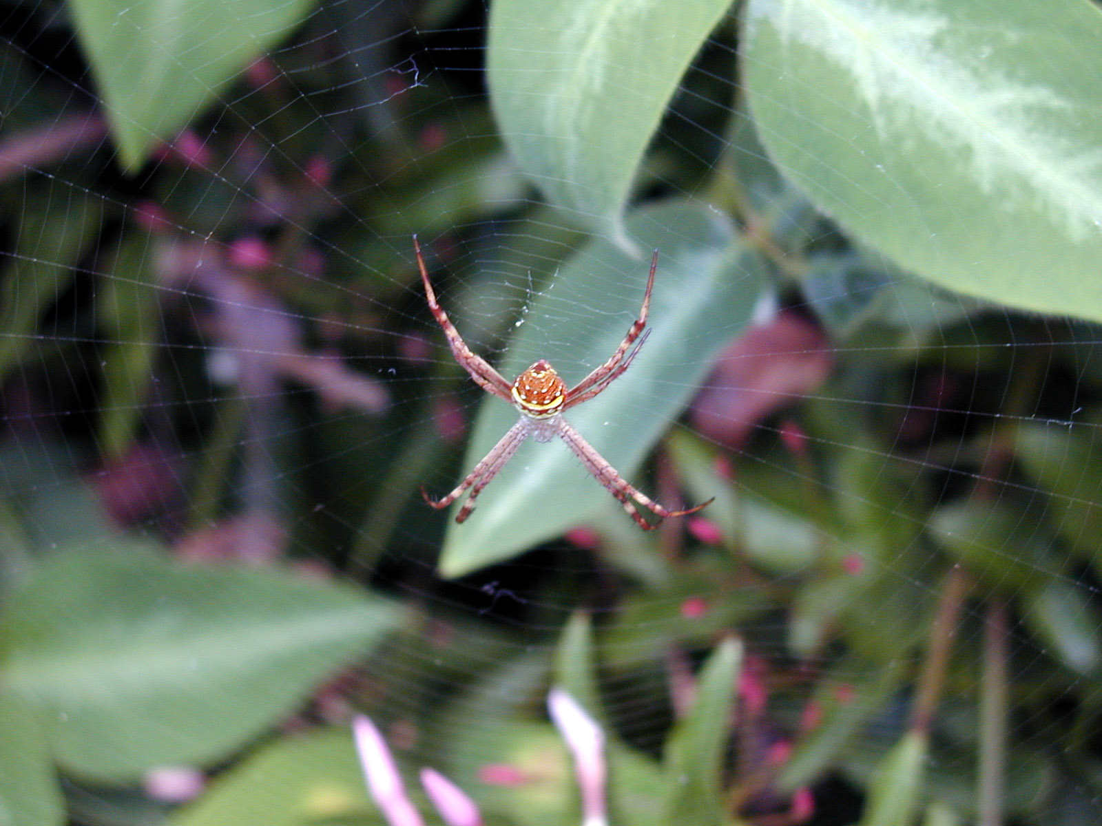 Spider in Web