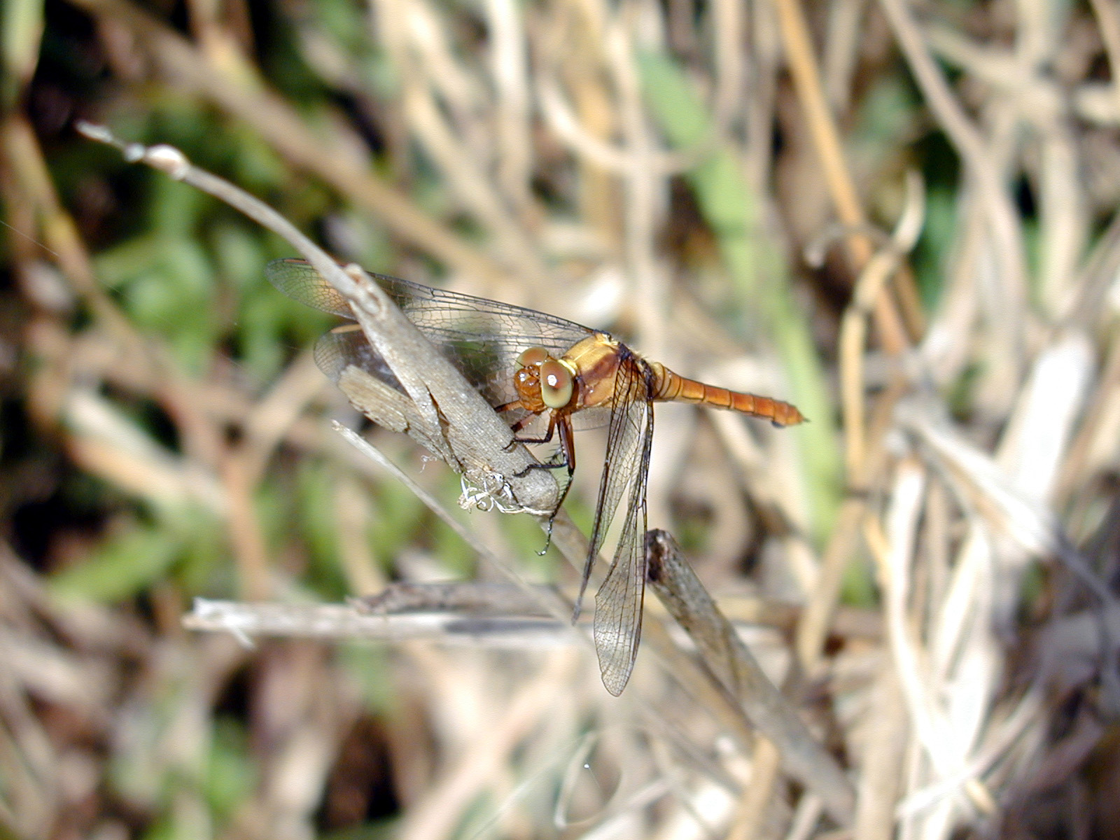 Dragon fly