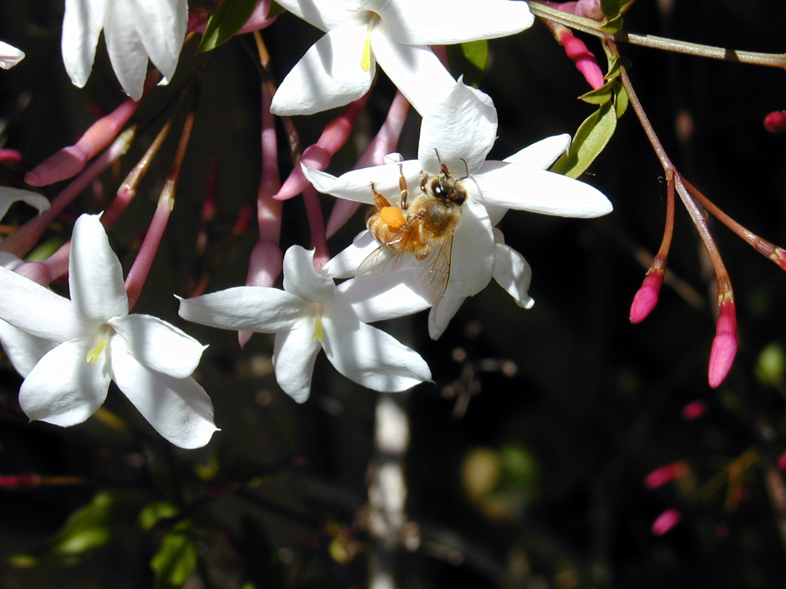 Bee in Flower