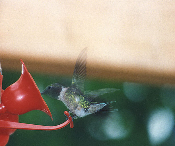 Male Hummingbird
