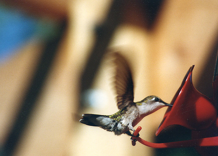 Female Hummingbird
