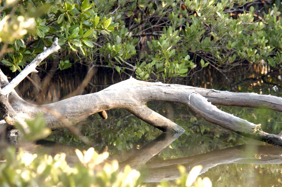 Reflection in the Mangrove