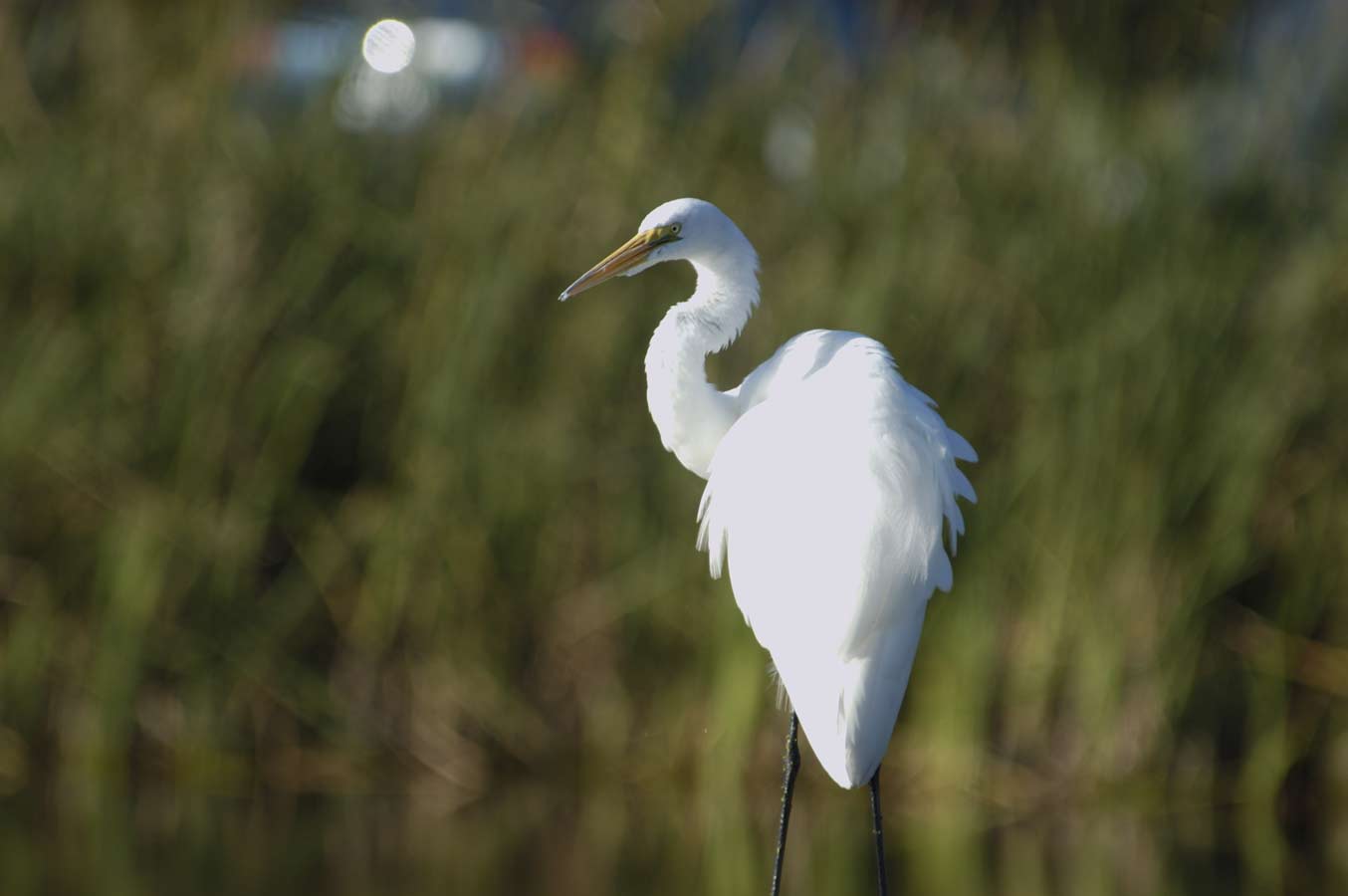 Great Egret