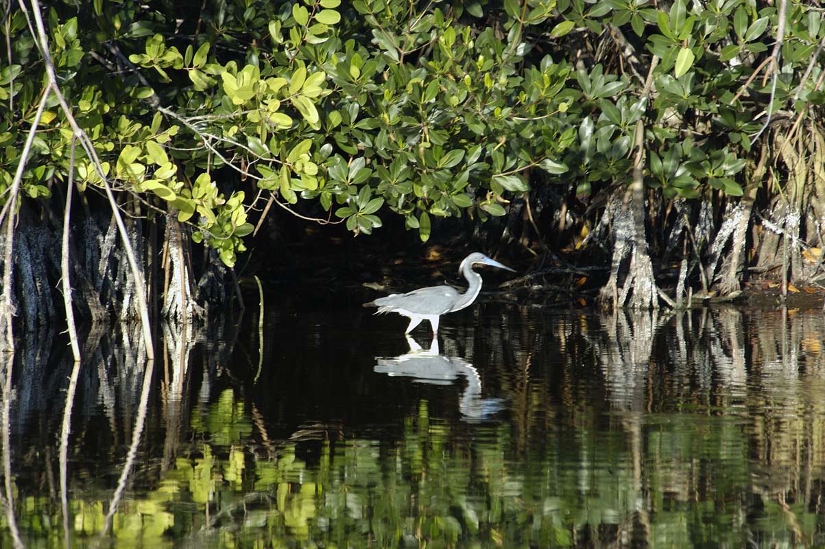 Louisiana Heron