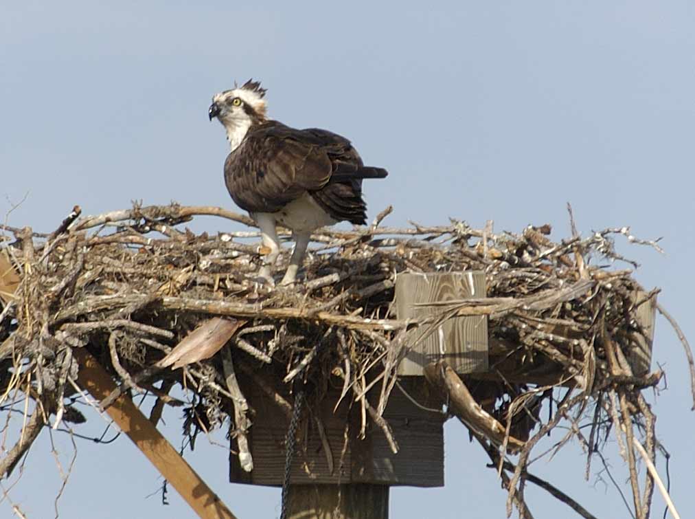 Nesting Osprey