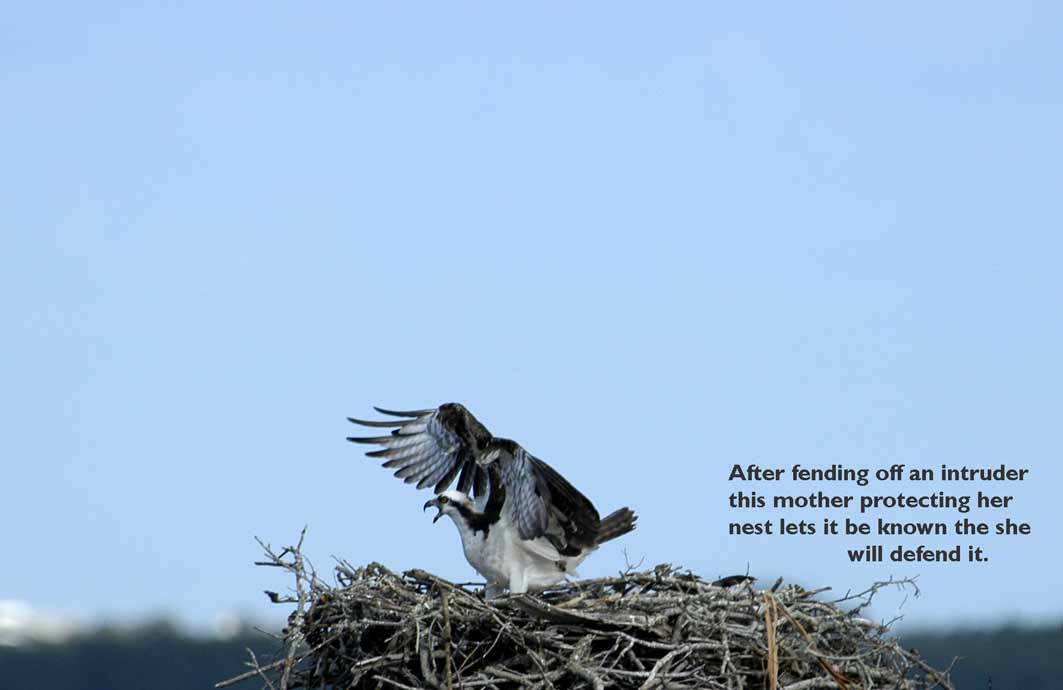Angry Osprey