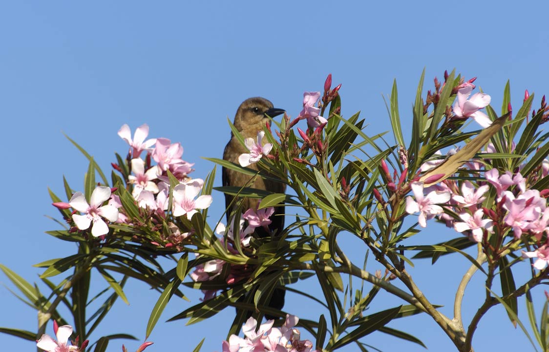 Boat-Tailed Grackle in Oleander