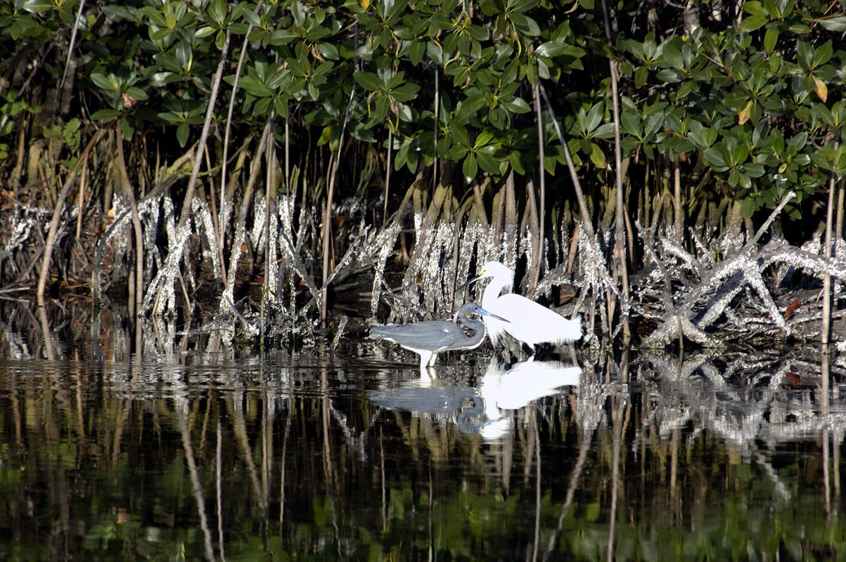 Louisiana Heron & Snowy Egret