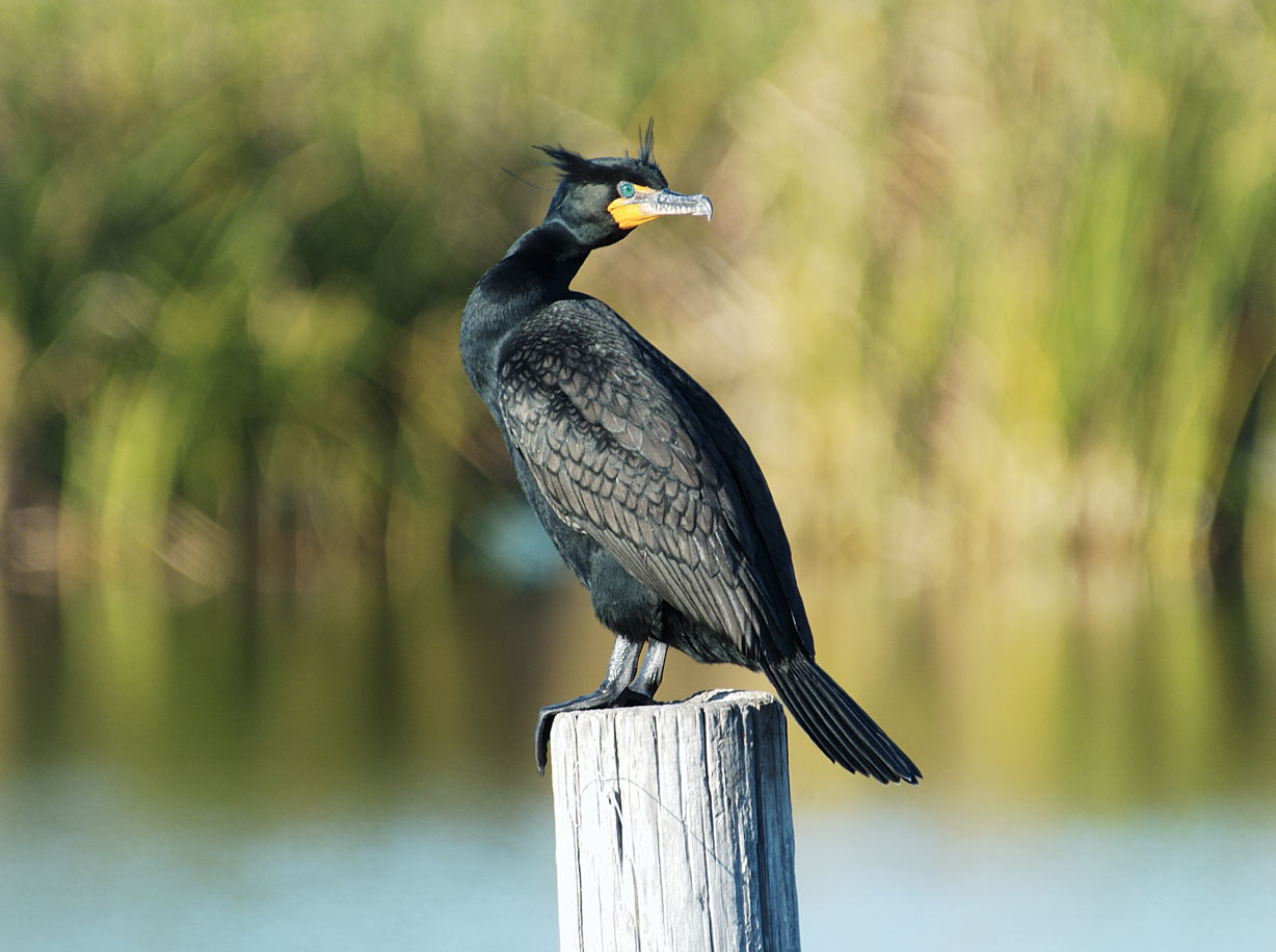 Double Crested Cormorant