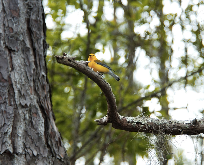 Prothonotary Warbler