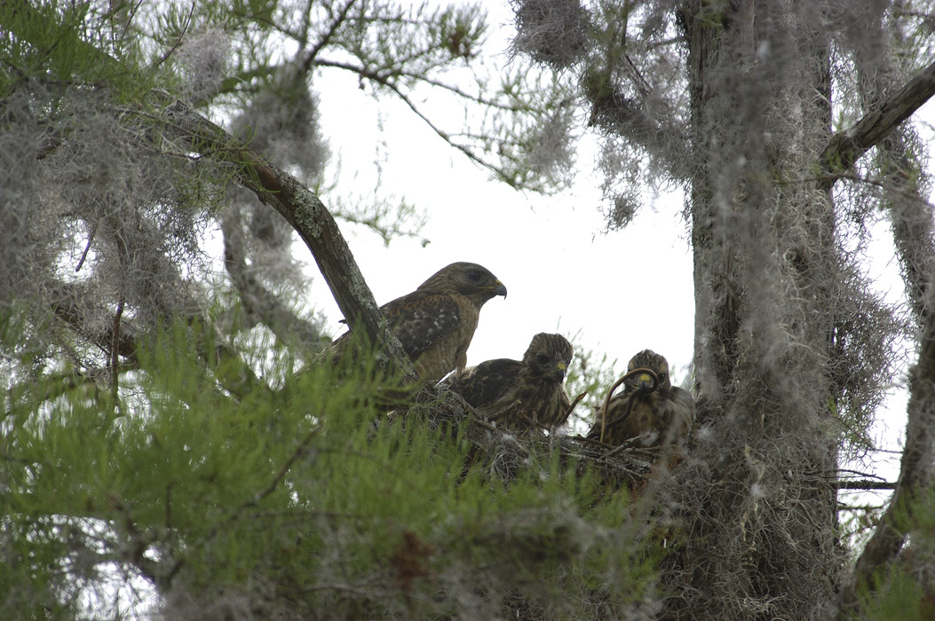 Nesting Red Shouldered Hawks