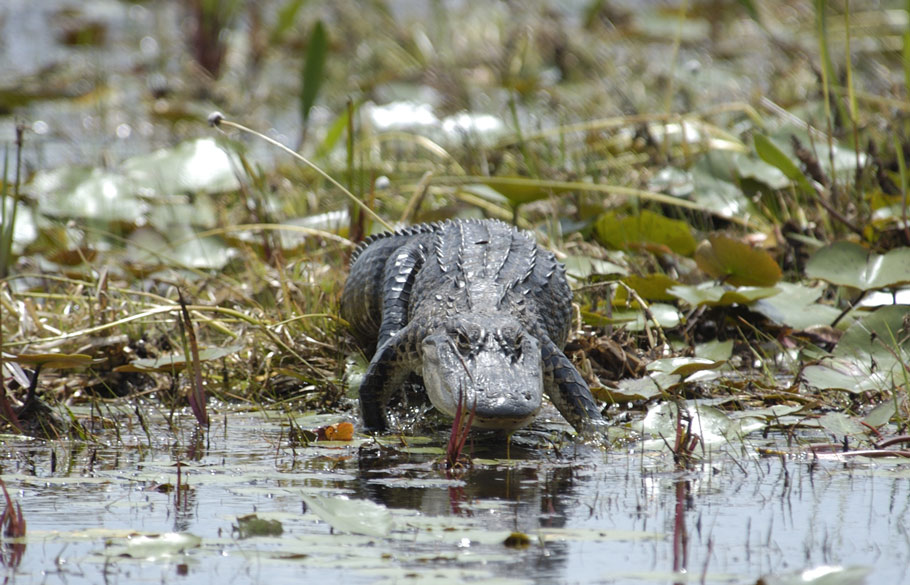 Okefenokee Alligator