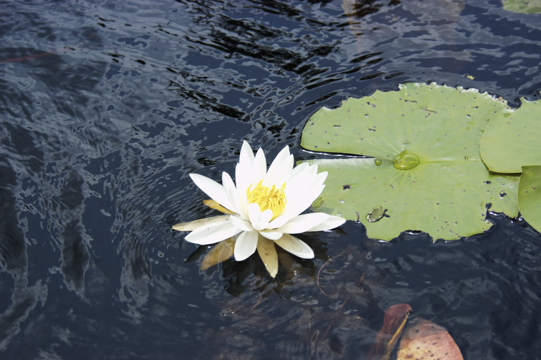Water Lilly