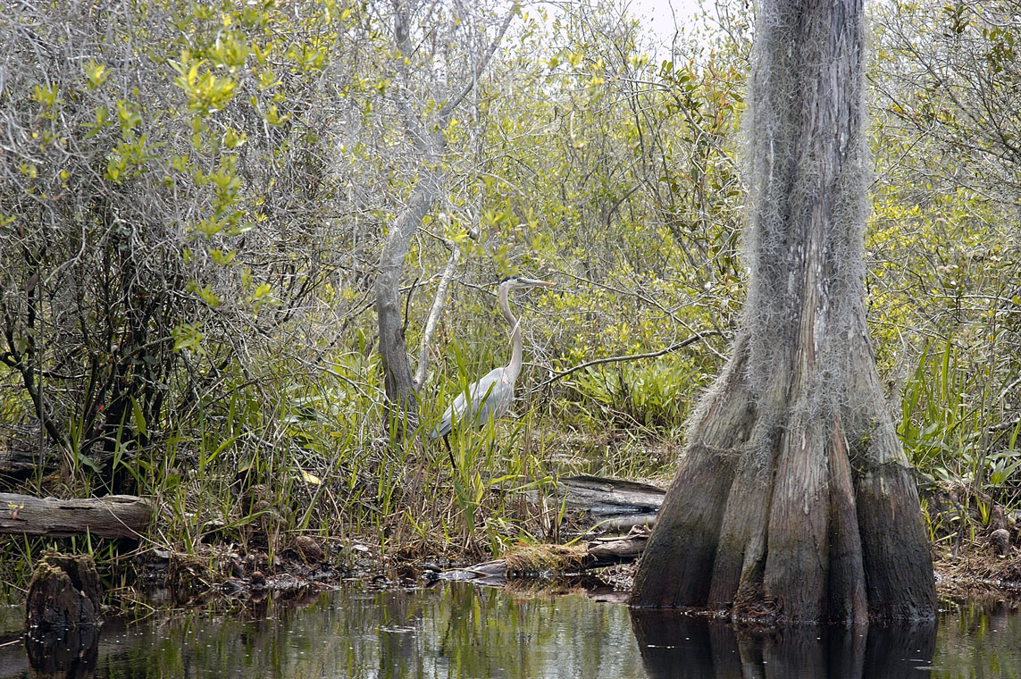 Great Blue Heron Imm