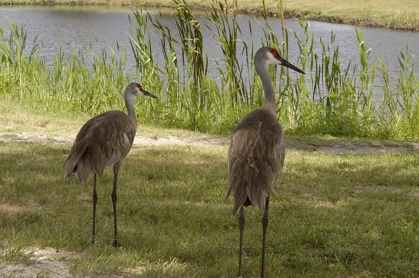 Sandhill Cranes