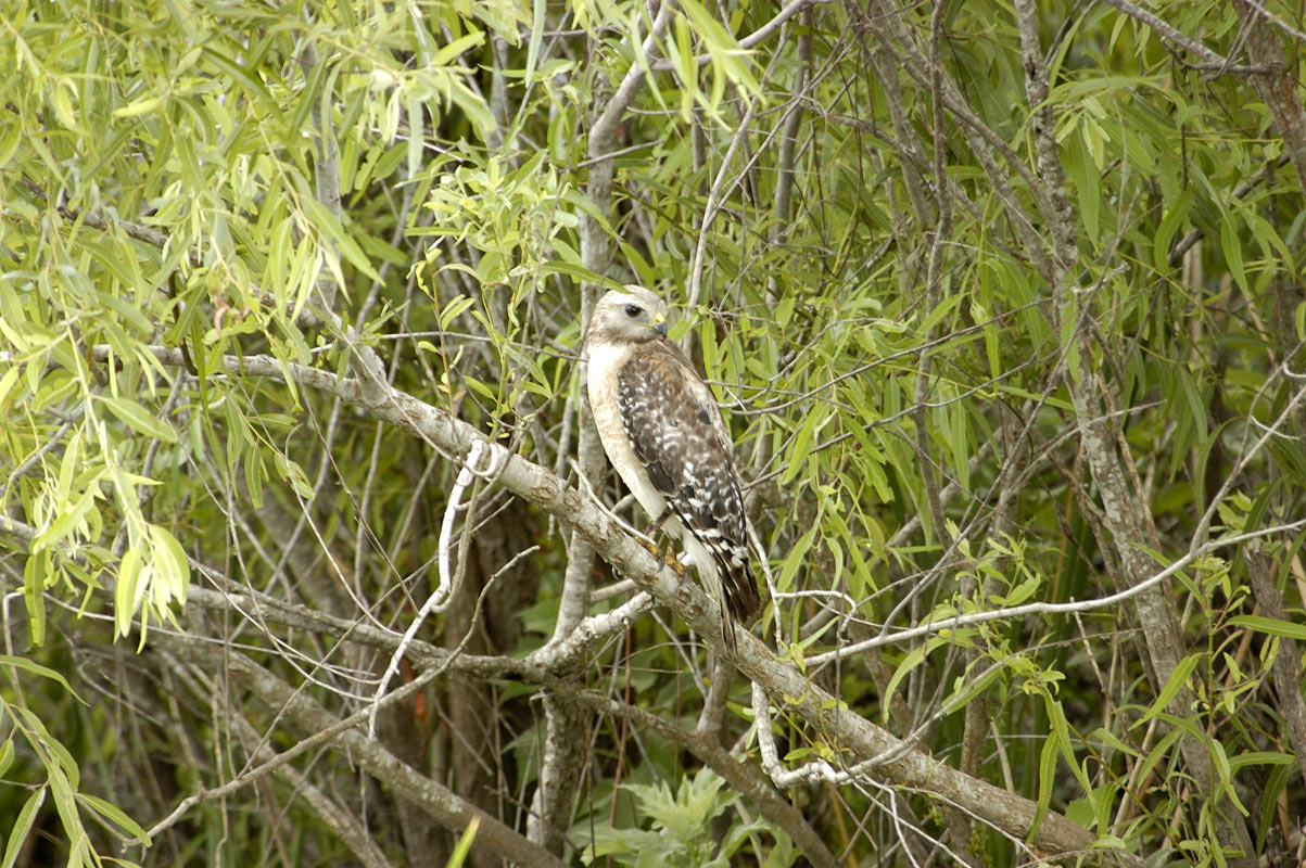 Red Shouldered Hawk