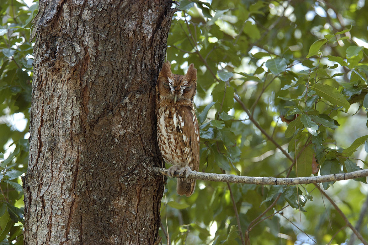 Eastern Screech Owl - Red Morph