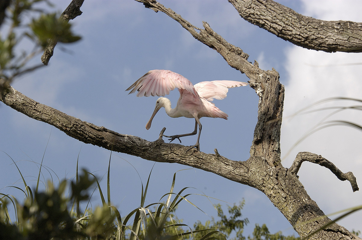 Roseate Spoonbill Immature