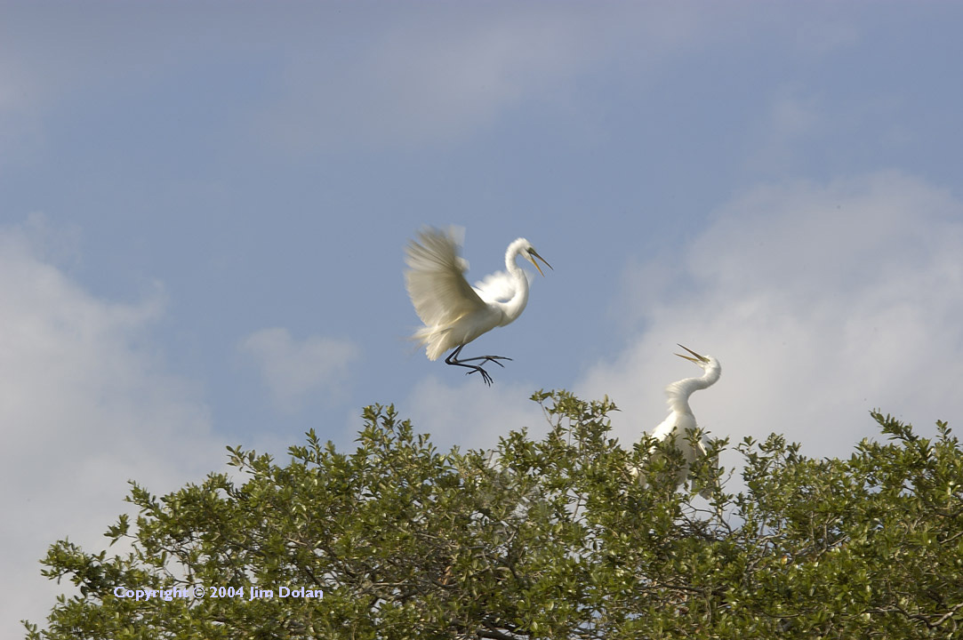 Sparring Great-Egrets