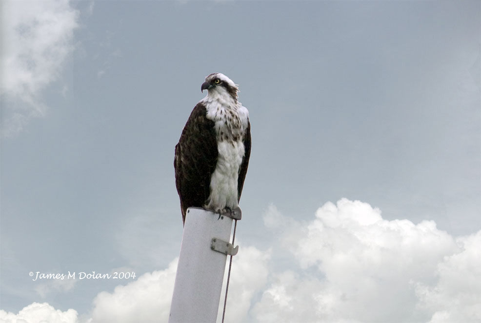 Majestic Osprey