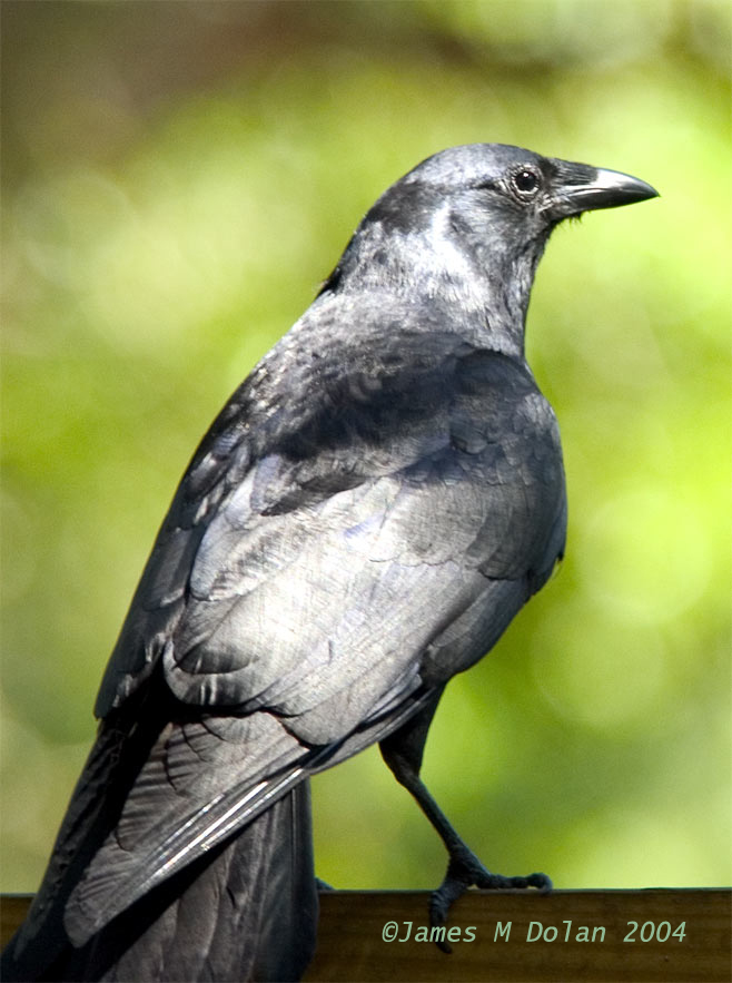 The Fish Crow