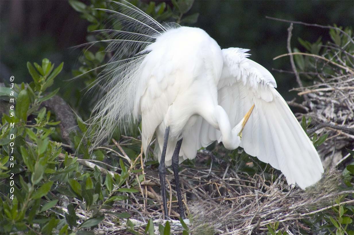 Preening Great Egret