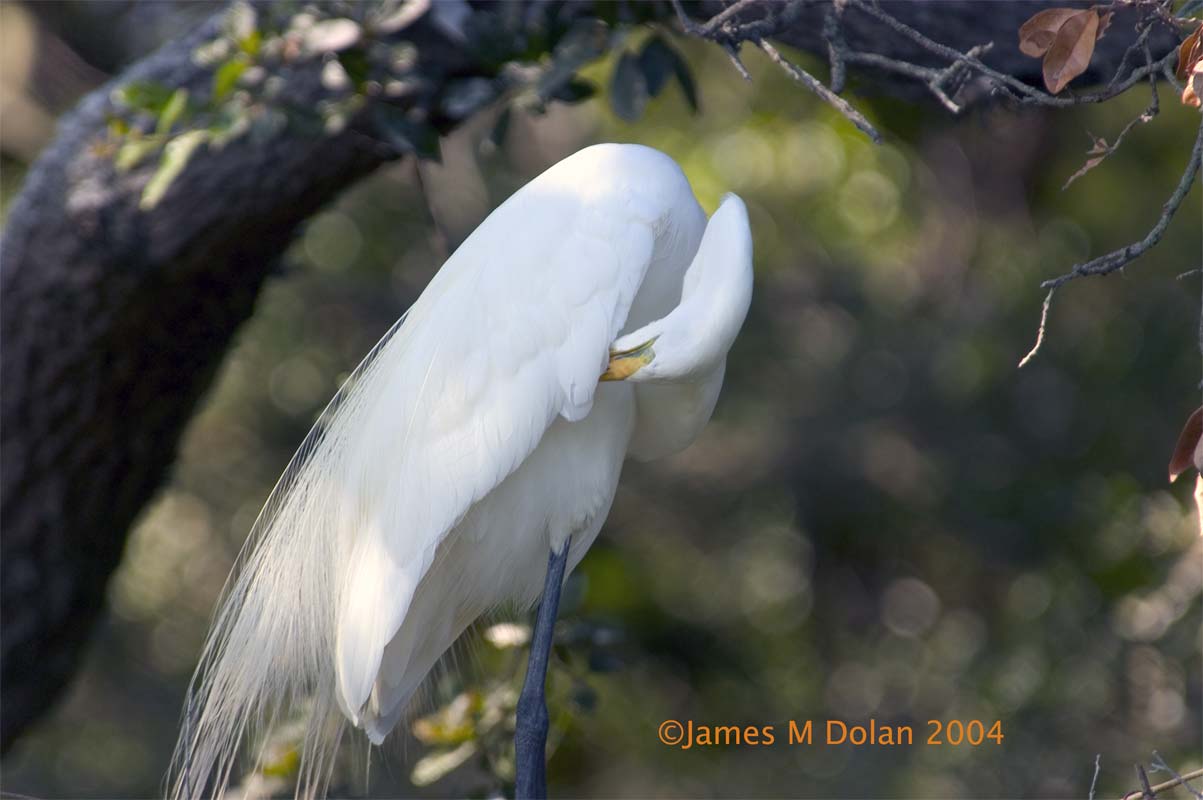 Great Egret