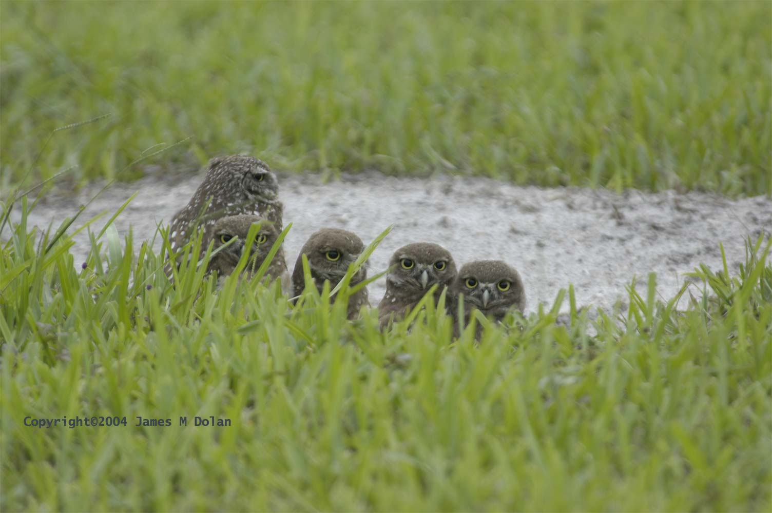 Burrowing Owls