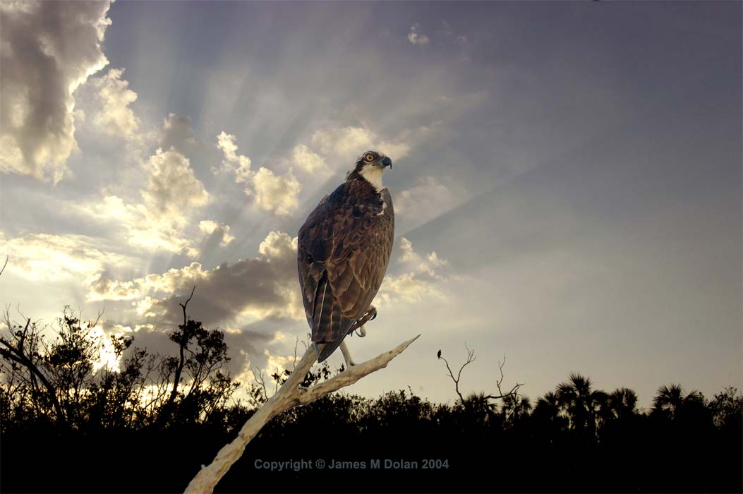 Osprey with mate at Sunset