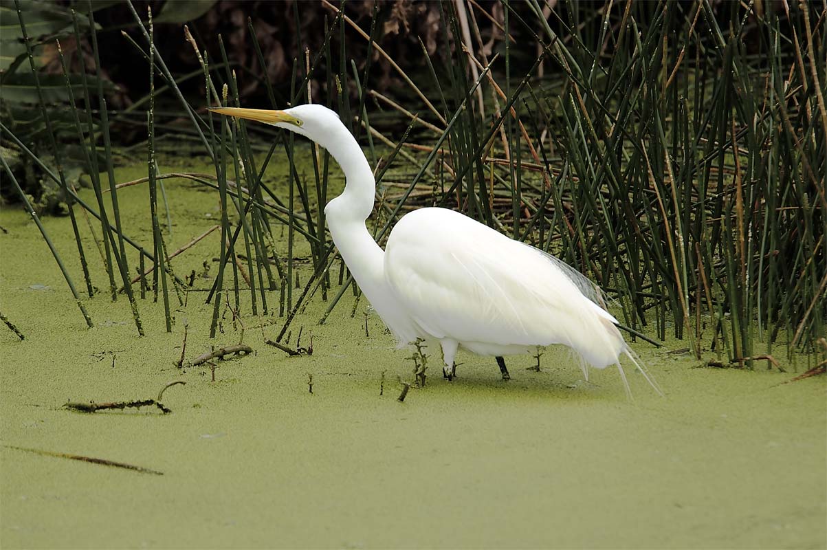 Great Egret Feeding
