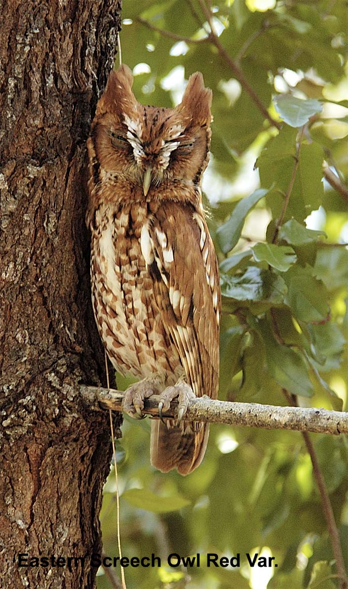 Eastern Screech Owl-Red Var.