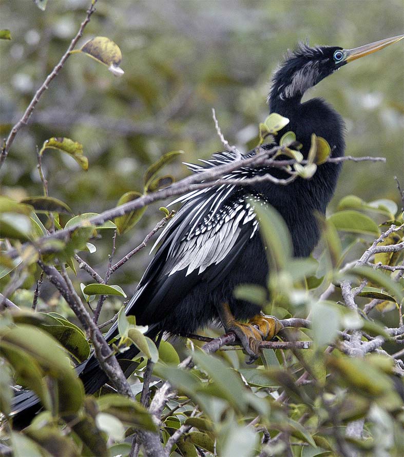 Breeding Anhinga Male