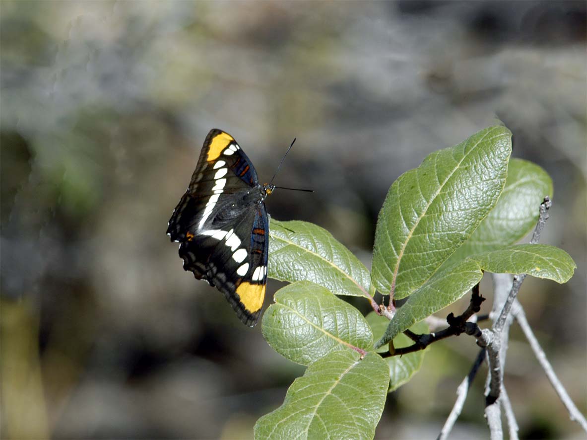 Arizona Butterfly