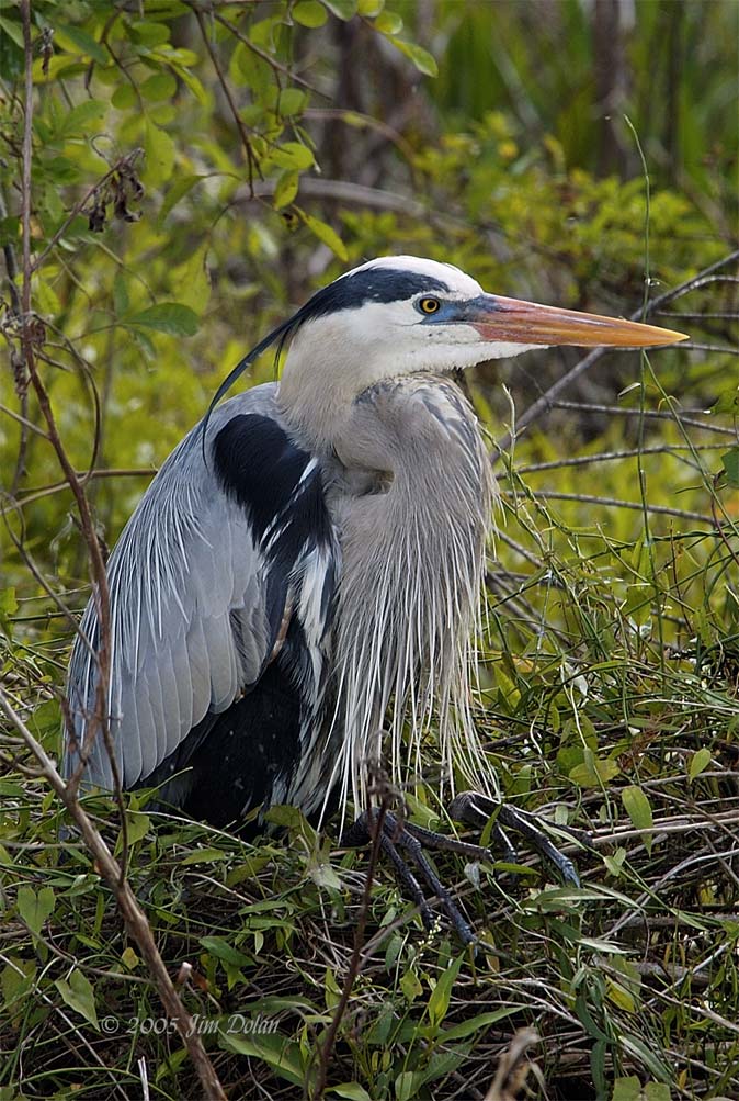 Great Blue at rest