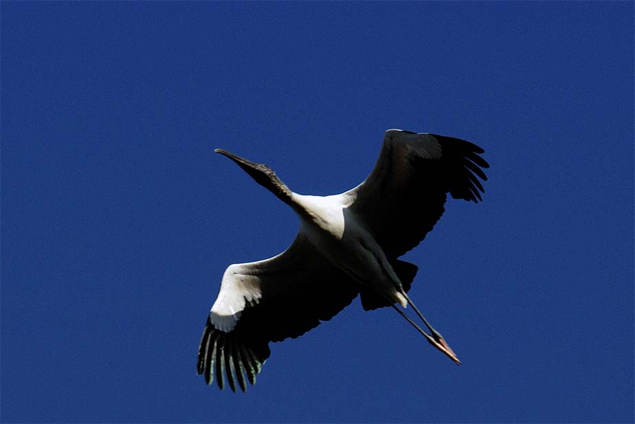 Wood Stork