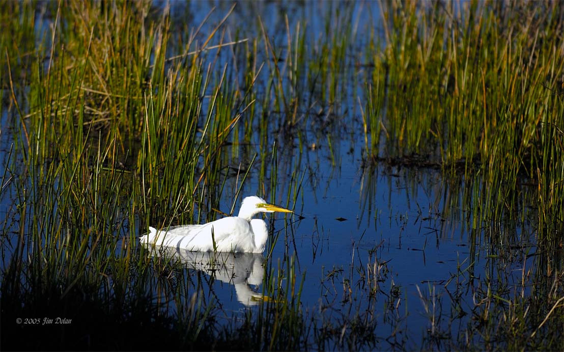 Bathing great egret