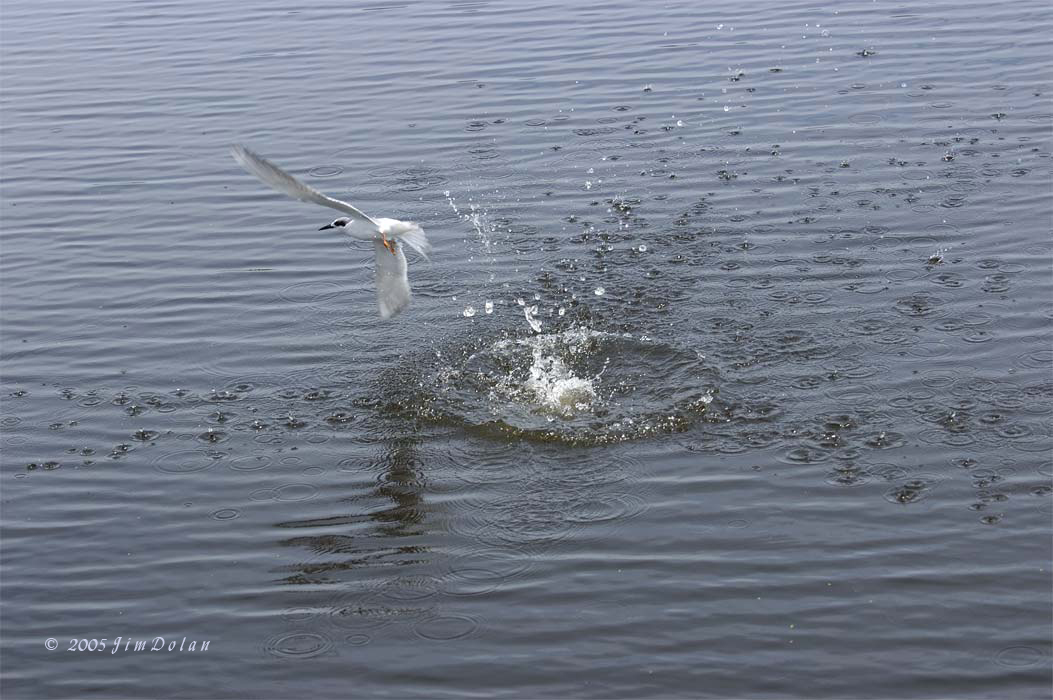 Fosters Tern