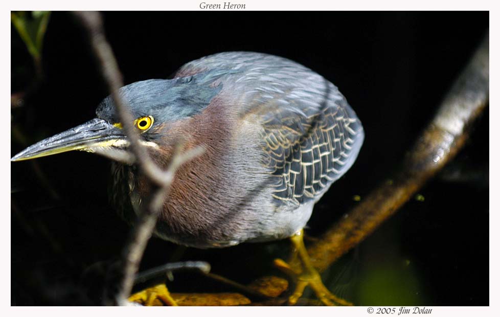 Green Heron