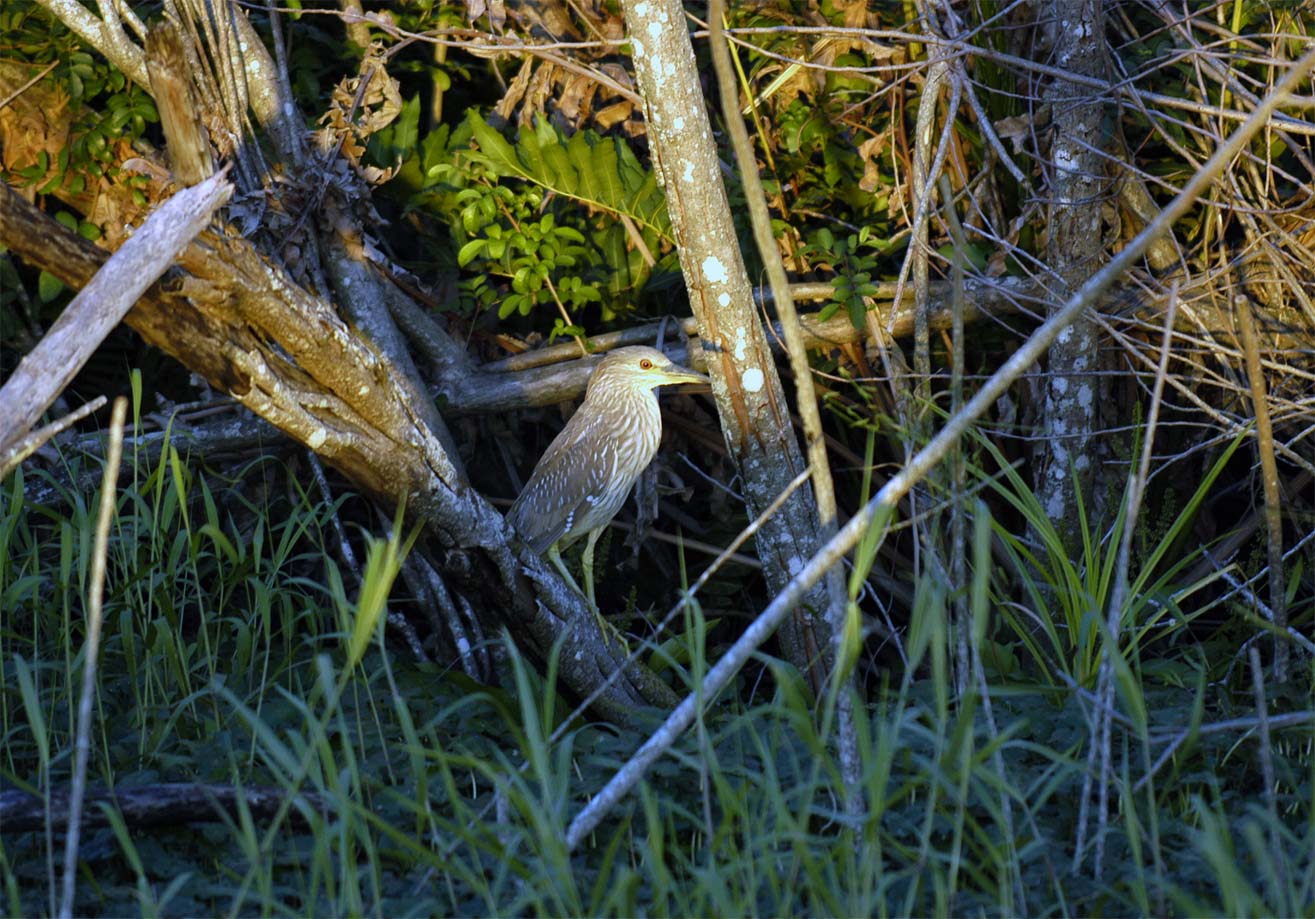 Night Heron