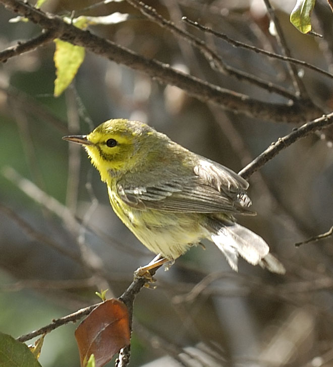 Prairie Warbler