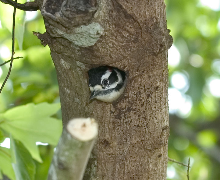 Downy Woodpecker nesting