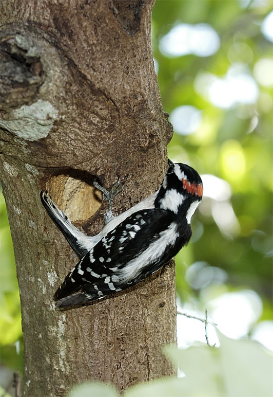 Downy Woodpecker emerges
