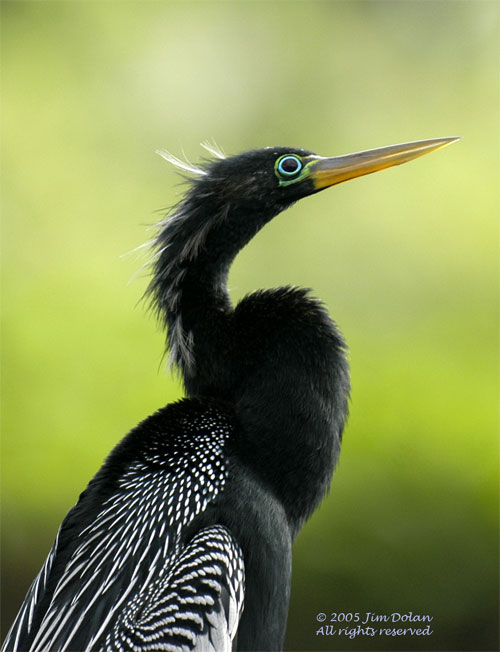 Anhinga Breeding Male
